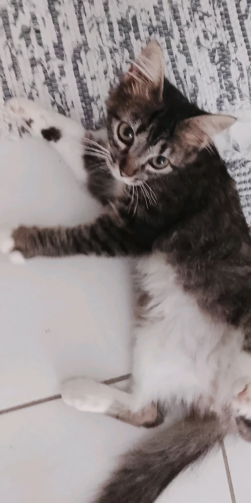 Imagem enviada por emily