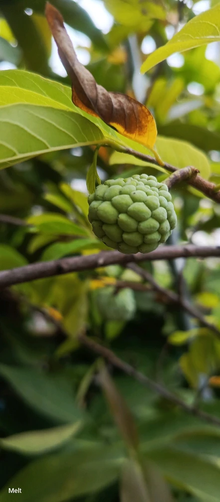 GIF uploaded by Melt