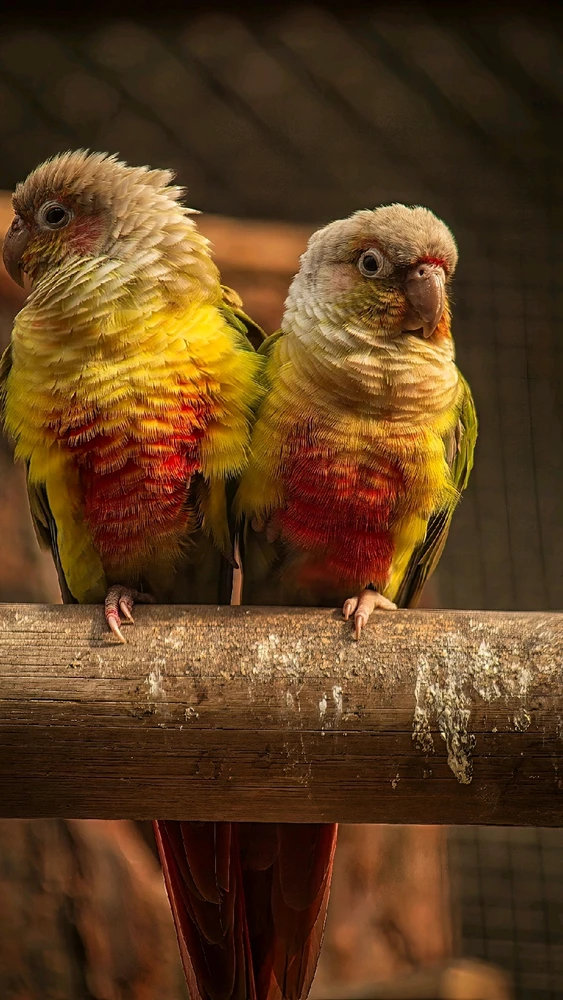 Image uploaded by Max Drew / Raman