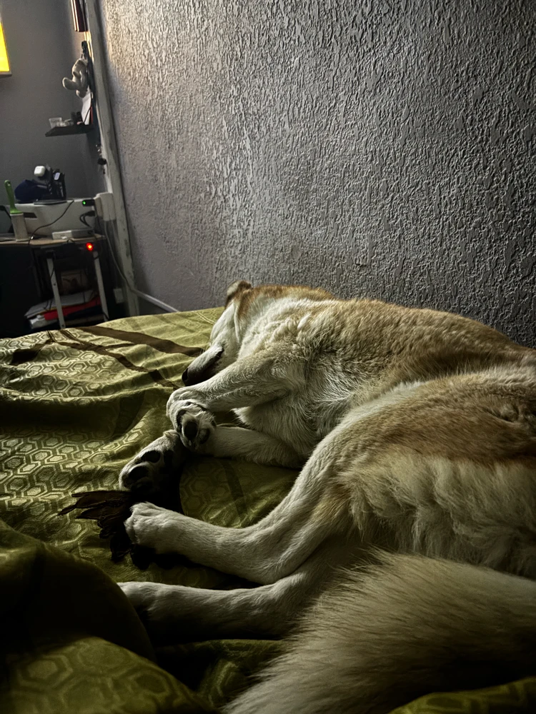 GIF subido por Sebastian