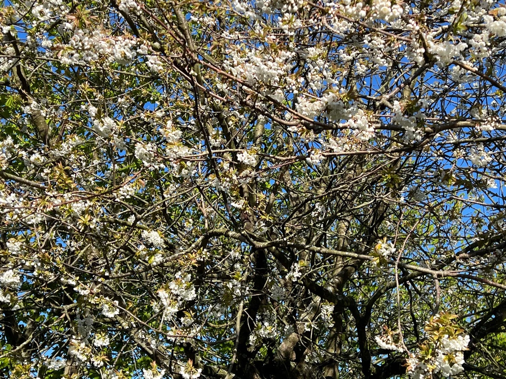 Image uploaded by William