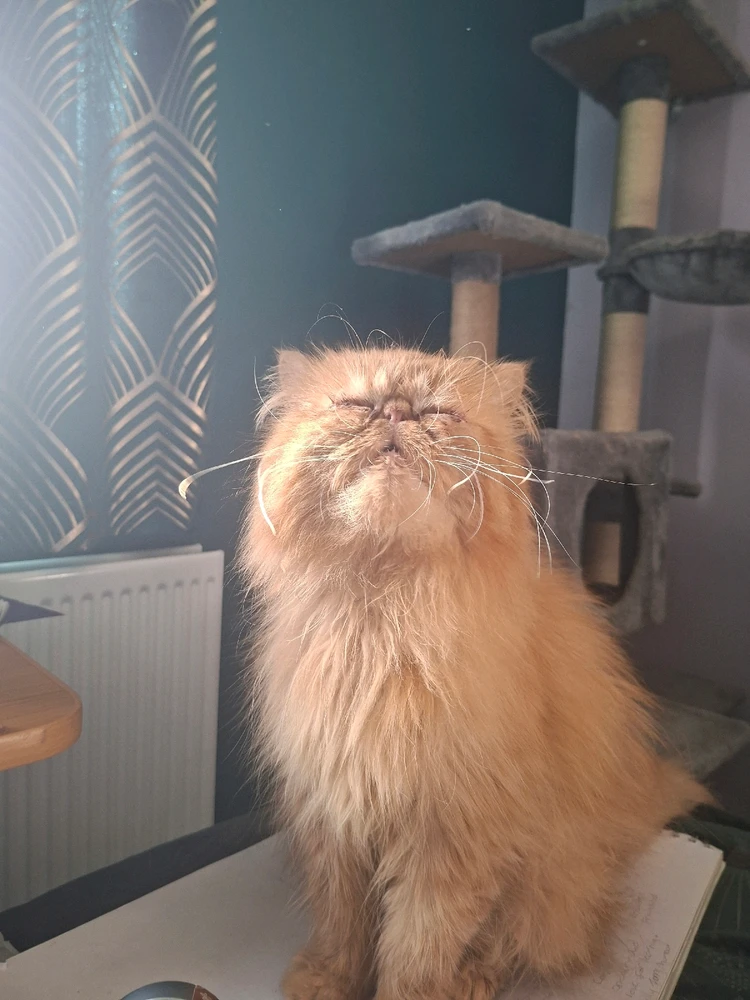 Gambar diunggah dening Pj