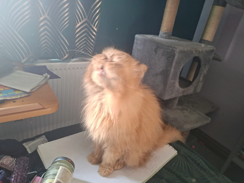 Gambar diunggah dening Pj