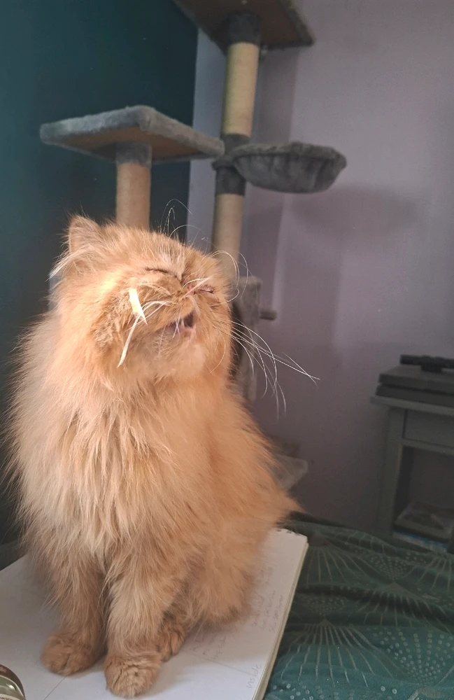 Gambar diunggah dening Pj