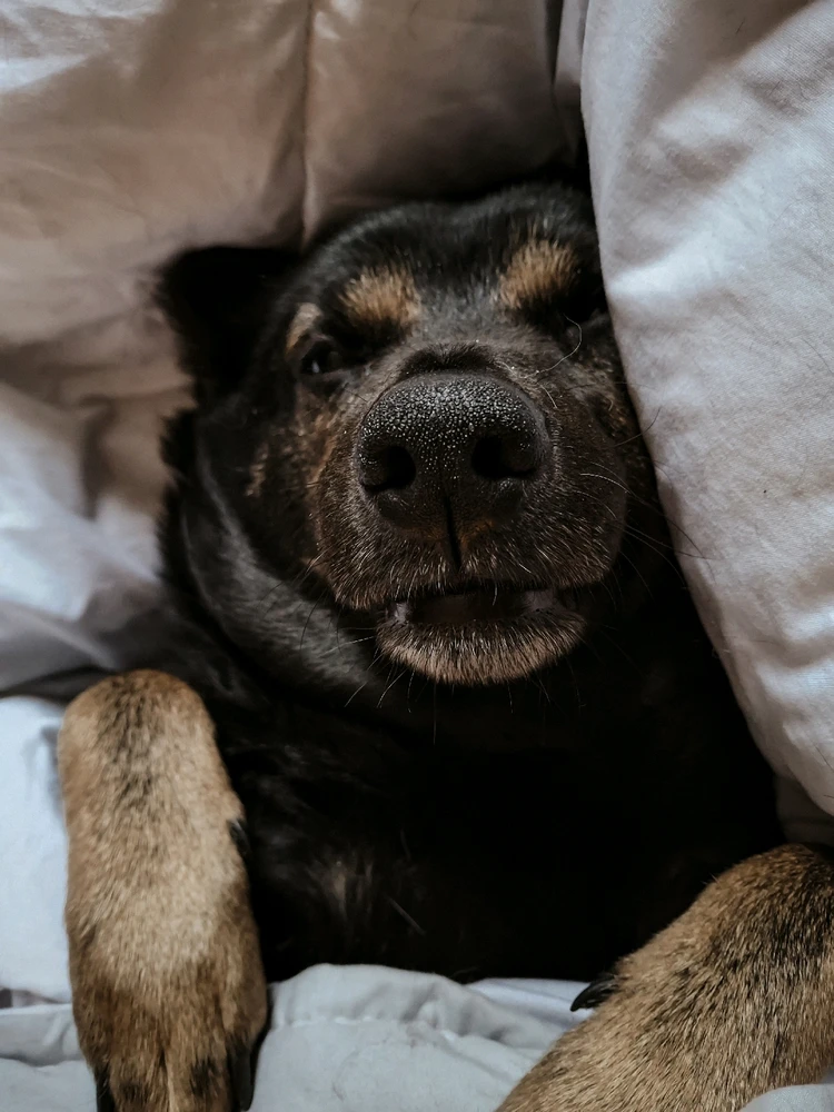 Зображення завантажив Ріона