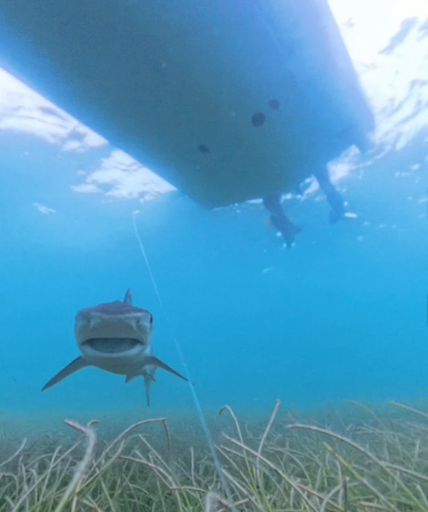 GIF uploaded by Derek