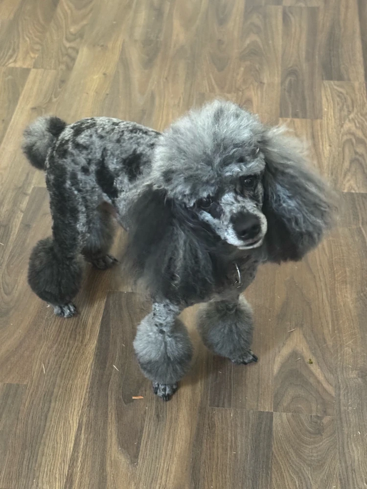 Image uploaded by Lucy