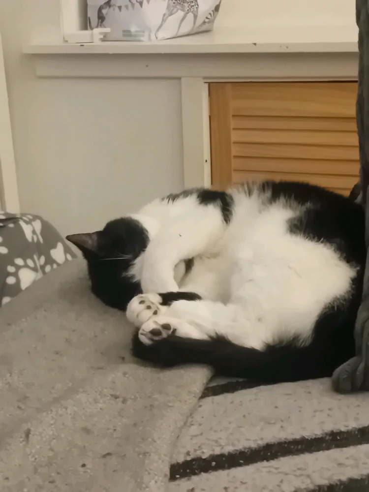 GIF uploaded by Jarred