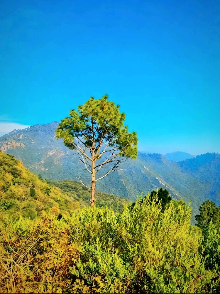 Image uploaded by Ahad