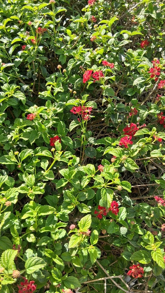 Image uploaded by Crissy