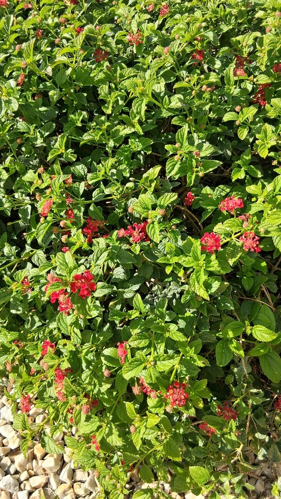 Image uploaded by Crissy