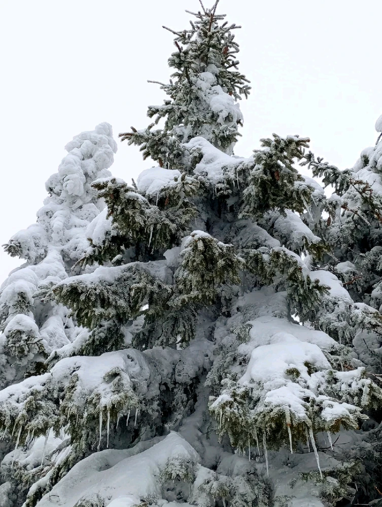 Obrázek nahrál Helenka - Wensdy