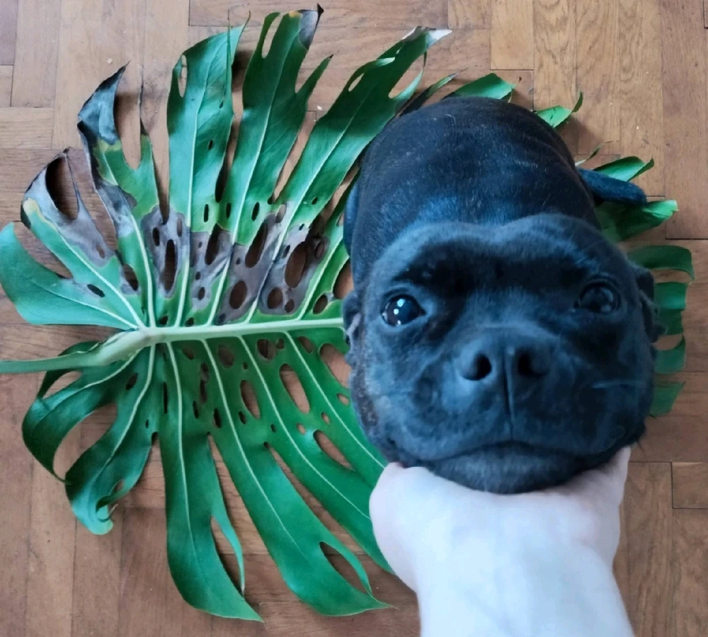 Maja által feltöltött kép