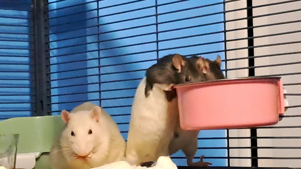 Image uploaded by Tiera