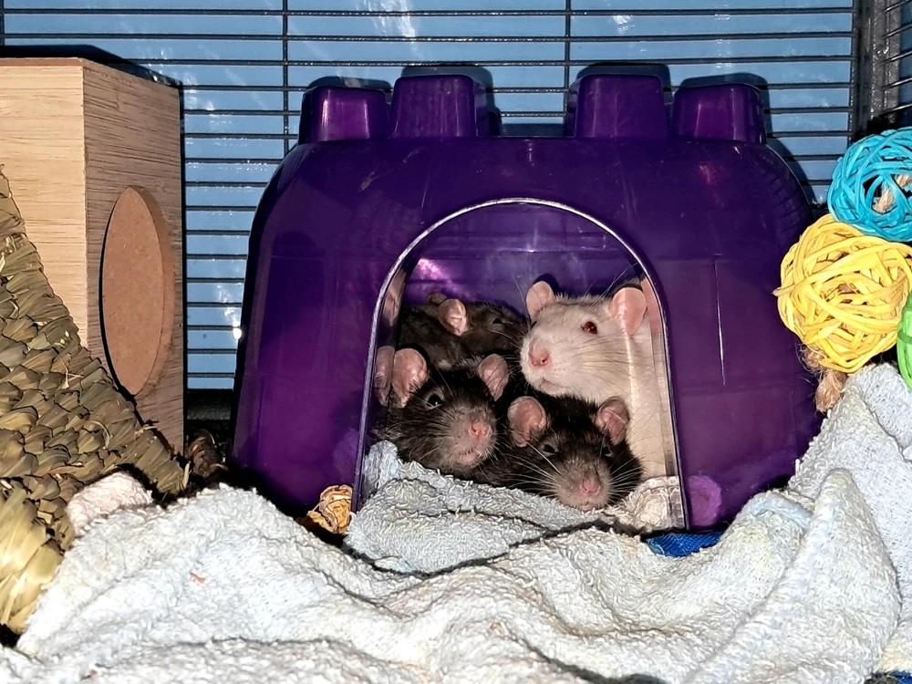 Image uploaded by Tiera