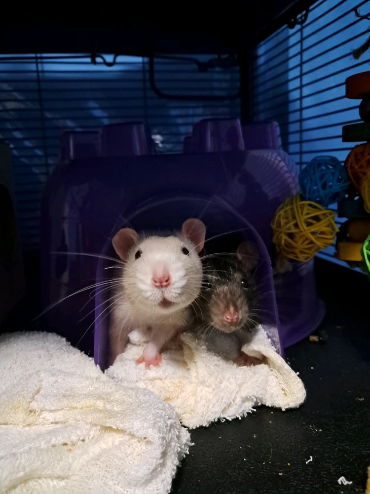 Image uploaded by Tiera