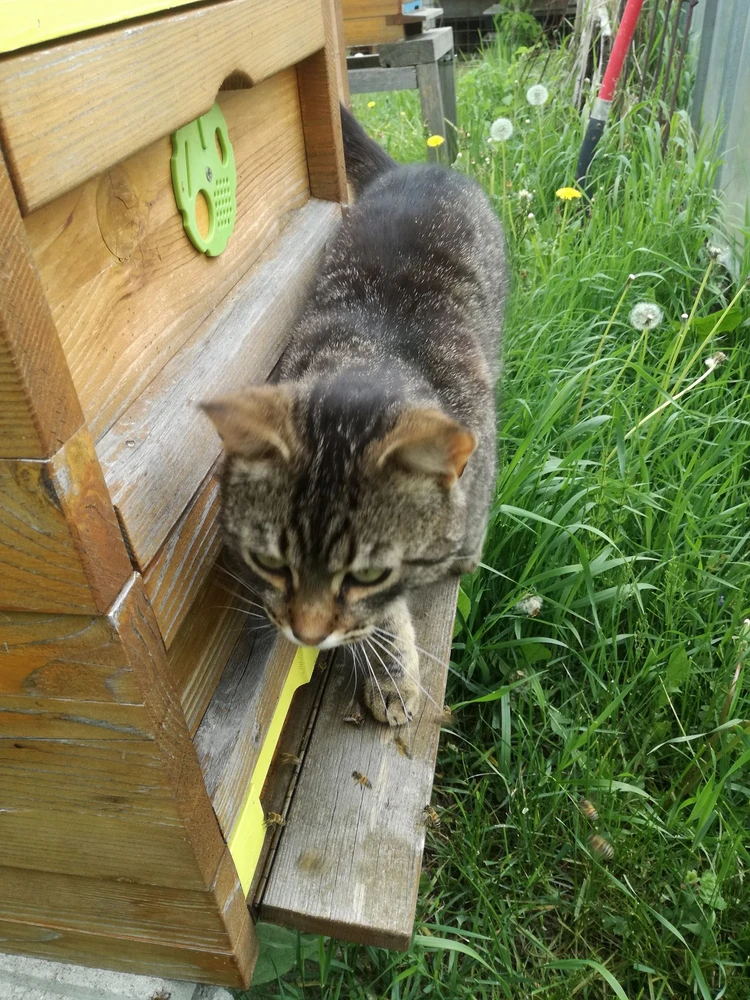 Image uploaded by Aivri