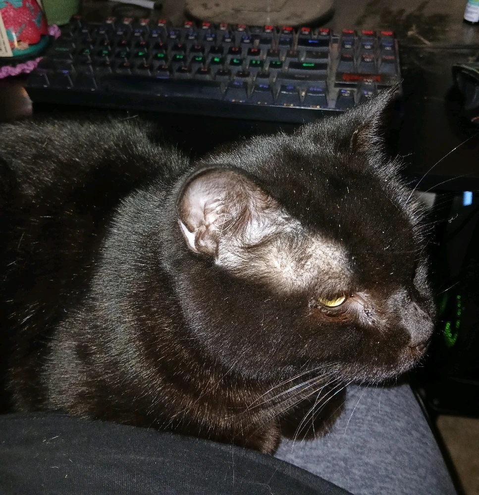 GIF uploaded by Aindrea