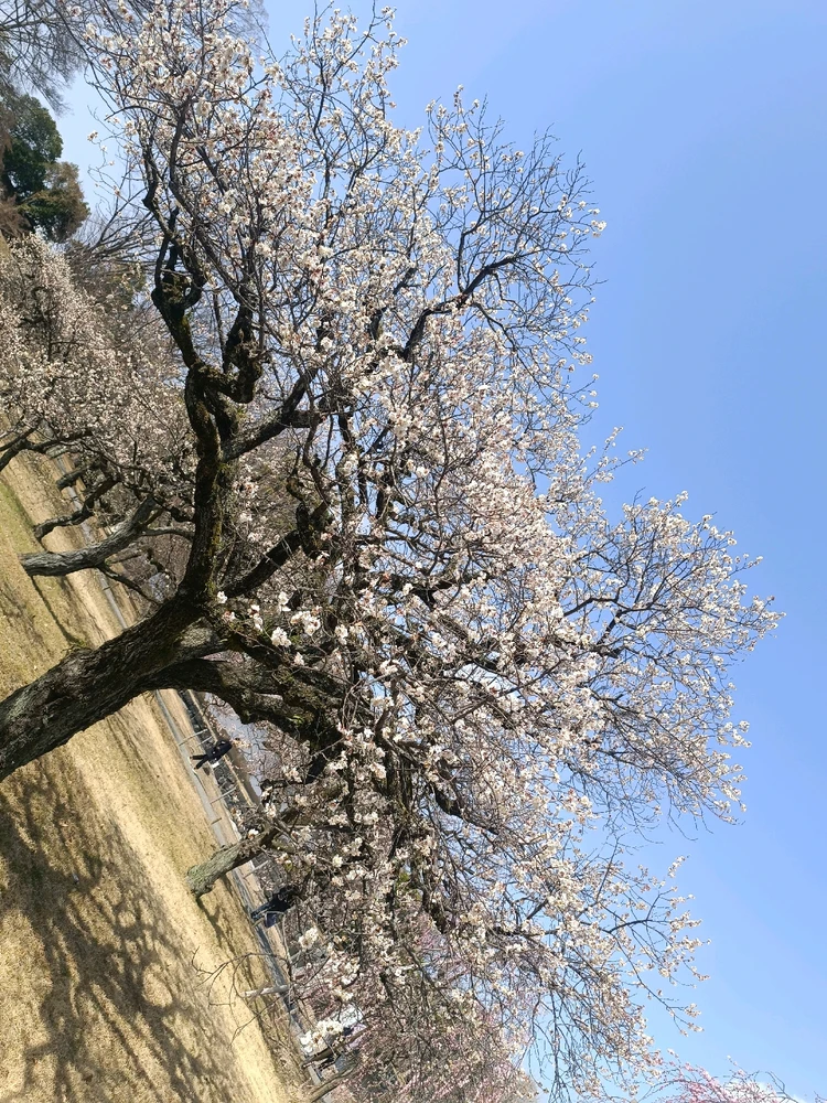 Image uploaded by Carlos カルロス