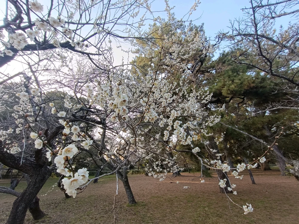 Image uploaded by Carlos カルロス