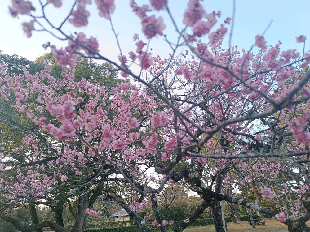 Image uploaded by Carlos カルロス