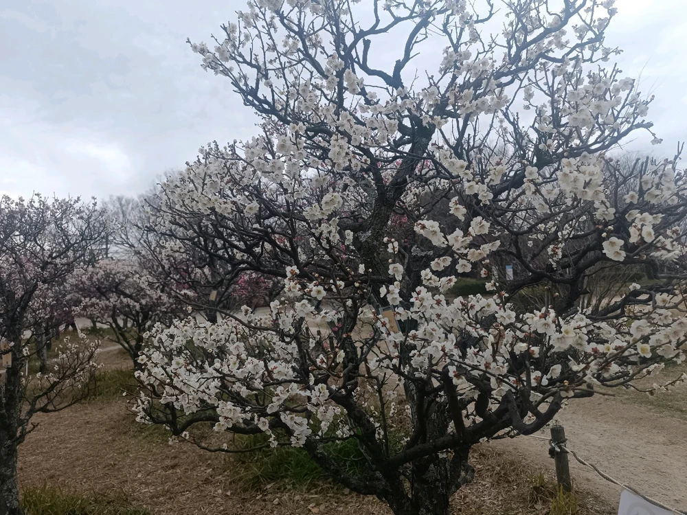 Image uploaded by Carlos カルロス