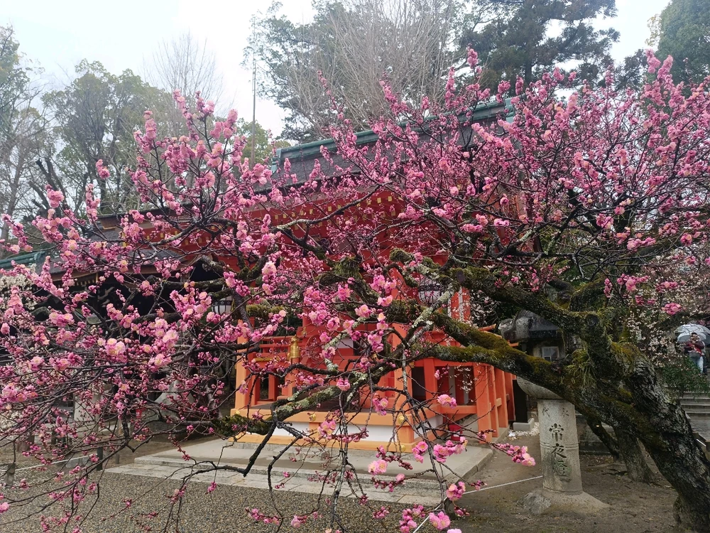 Image uploaded by Carlos カルロス