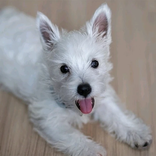 GIF uploaded by 𝓢𝓮𝓻𝓮𝓷 • 𝓢𝓮𝓻𝓮𝓷𝓭𝓲𝓹𝓲𝓽𝔂