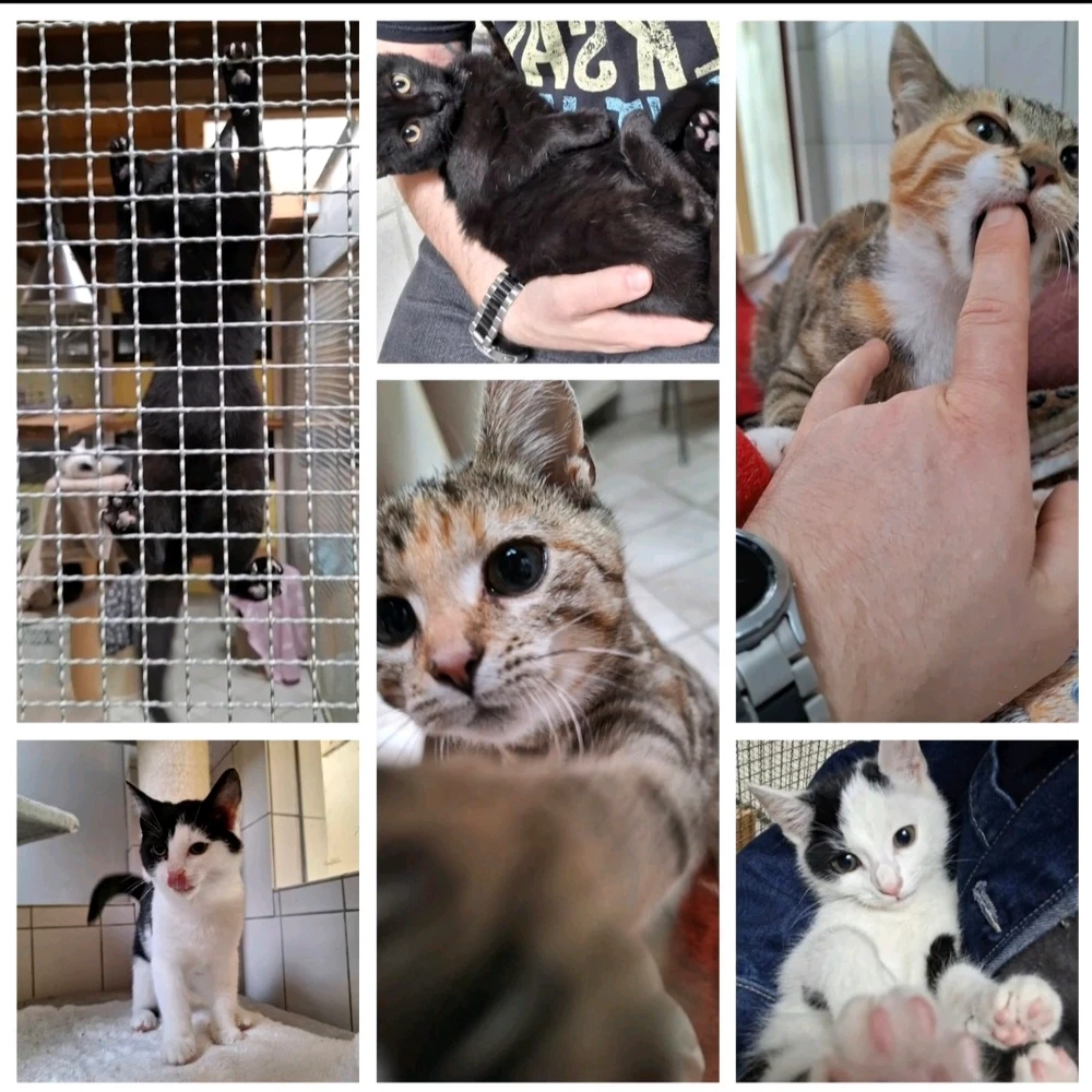 GIF hochgeladen von Tobi