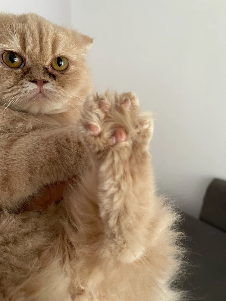 Image uploaded by Weaam