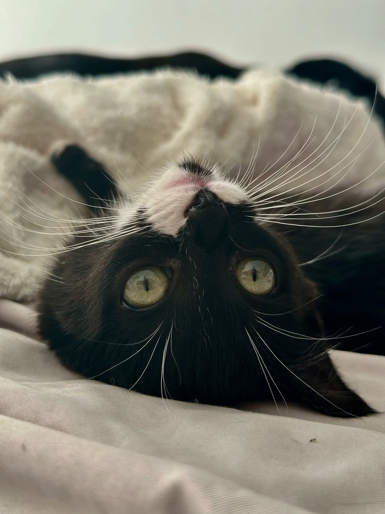 Imagen subida por Elena