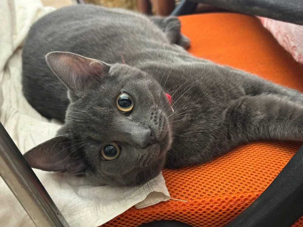 GIF caricata da Jenn