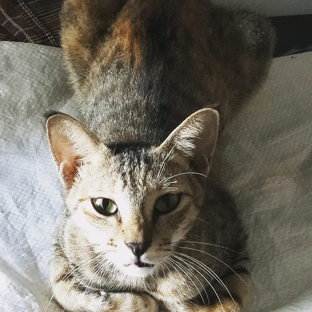 GIF uploaded by Adit