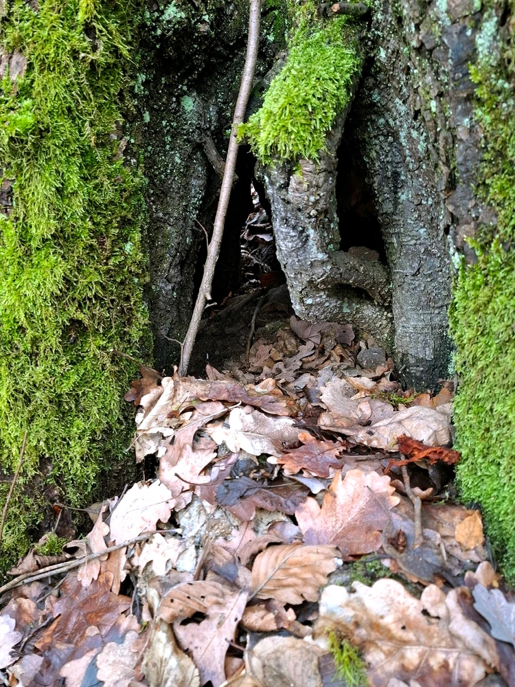 Obrázek nahrál ©️Iva 🦉