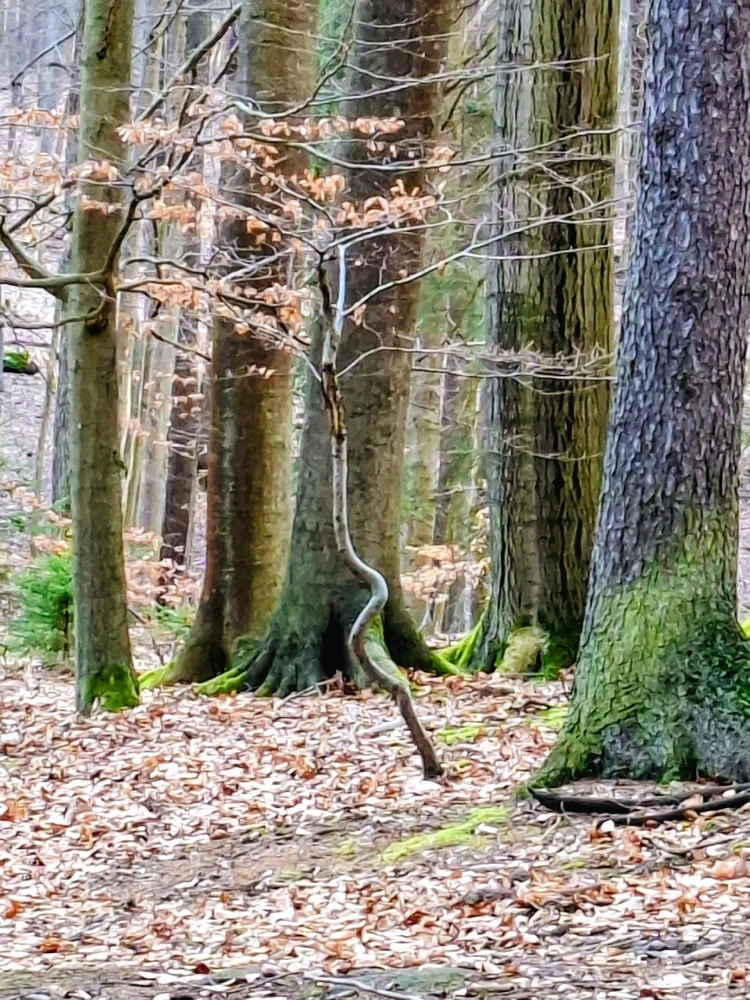 Obrázek nahrál ©️Iva 🦉