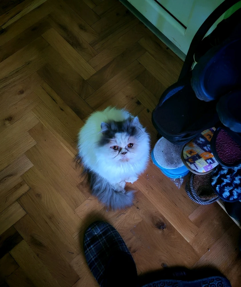 GIF otpremio/la Radovan