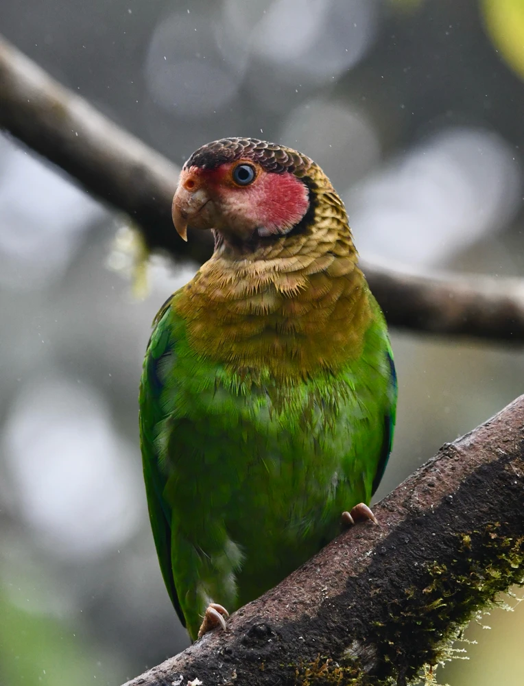 GIF uploaded by Odrareg