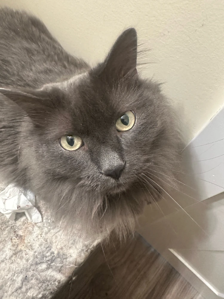 GIF diunggah dening Henry