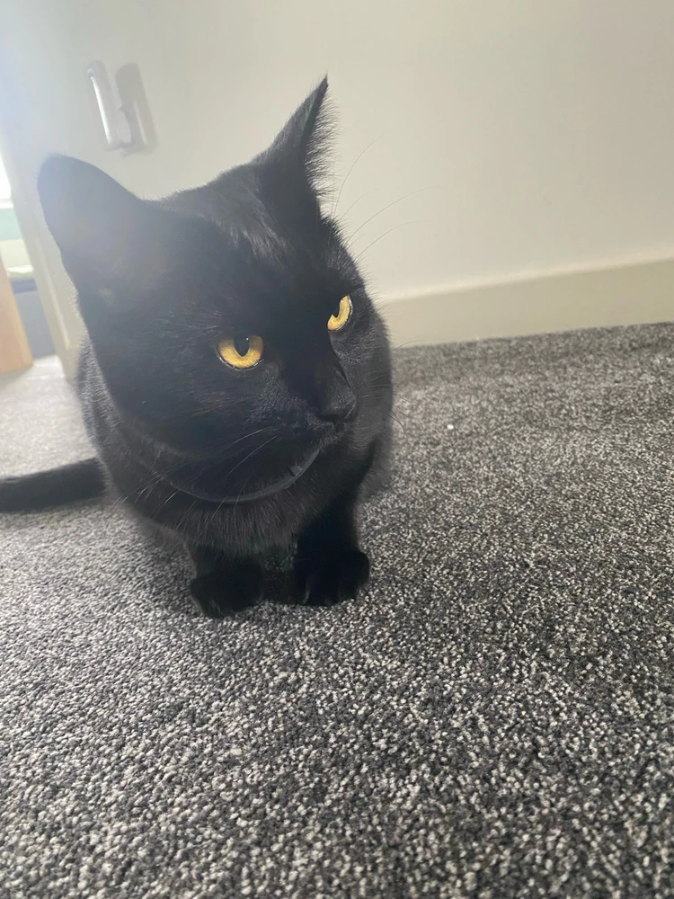 GIF uploaded by Airidas B