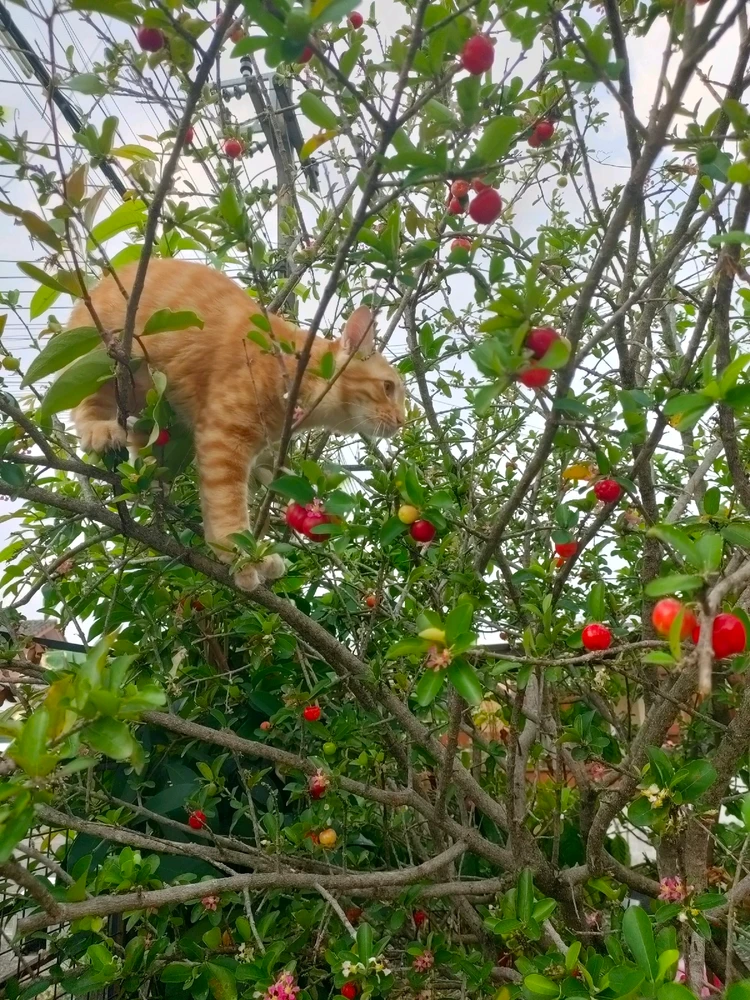 Image uploaded by Jellyfish