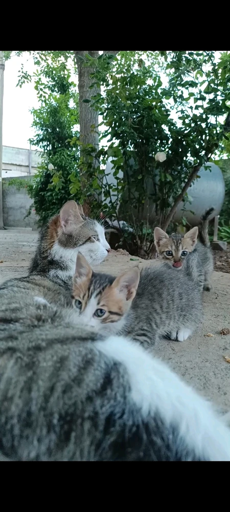 GIF uploaded by Kedi