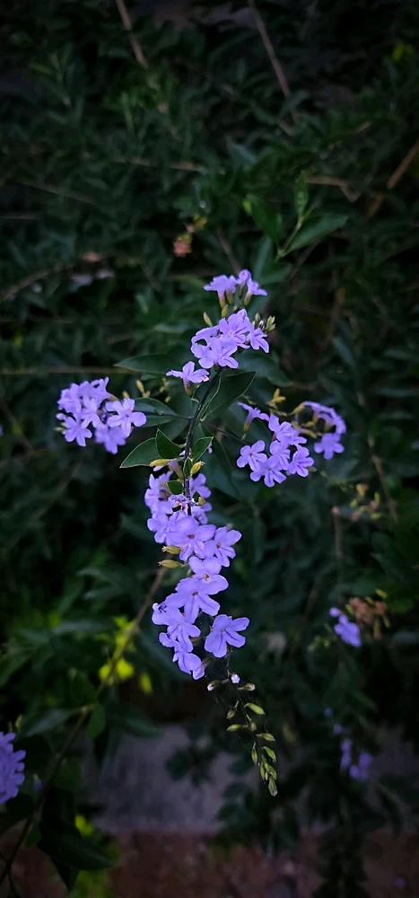 GIF uploaded by ꧁꫱꧂ 𝒴𝓊𝓂𝒿𝑒𝓎 ꧁꫱꧂