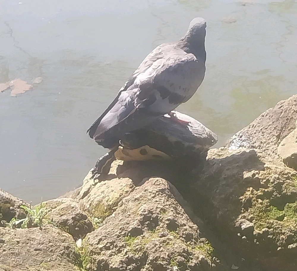 GIF caricata da Shinrin