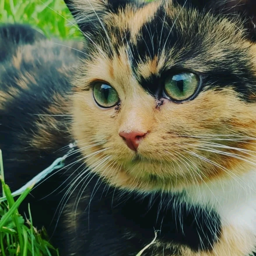 GIF hochgeladen von Fox