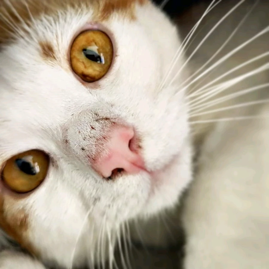 GIF hochgeladen von Fox