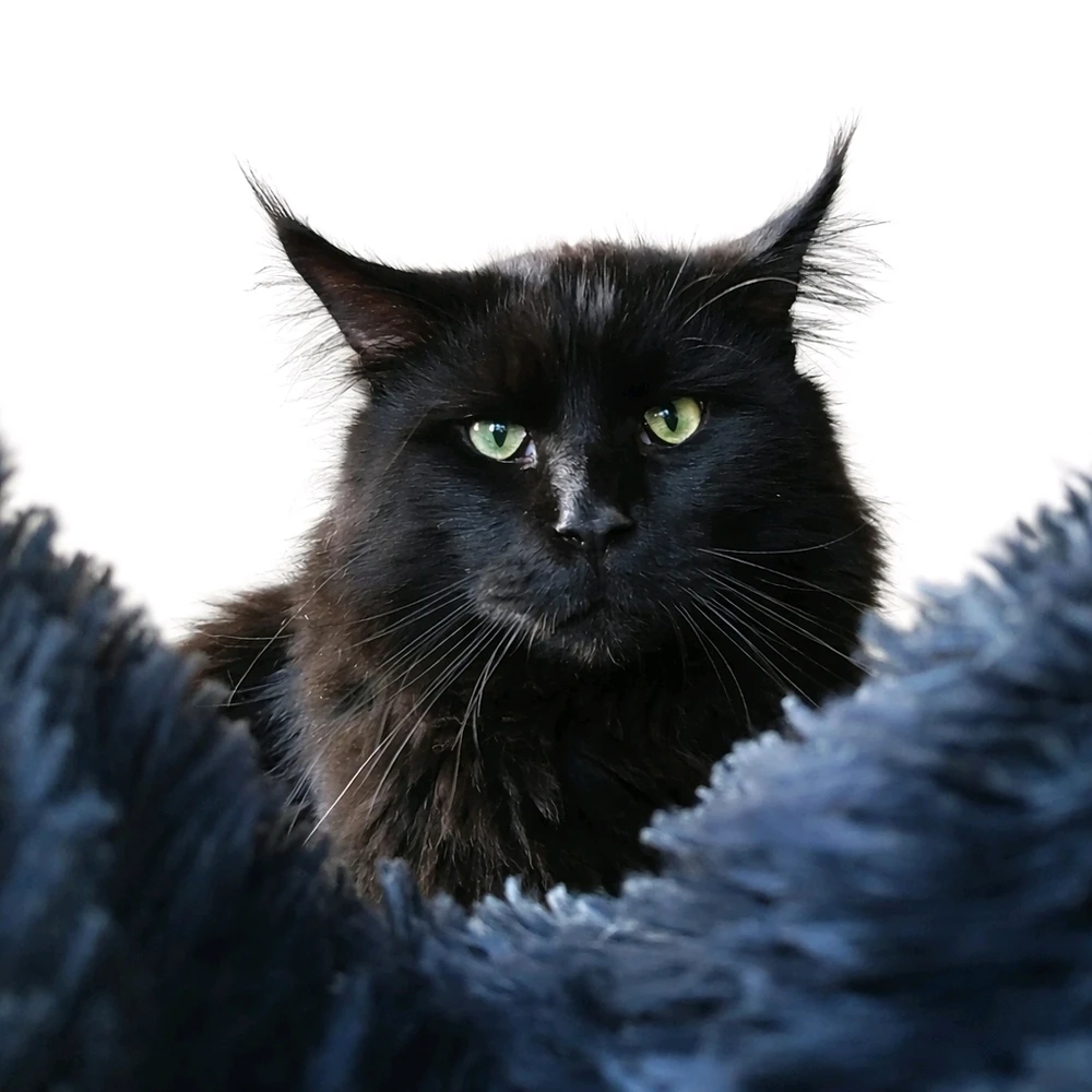 GIF hochgeladen von Fox