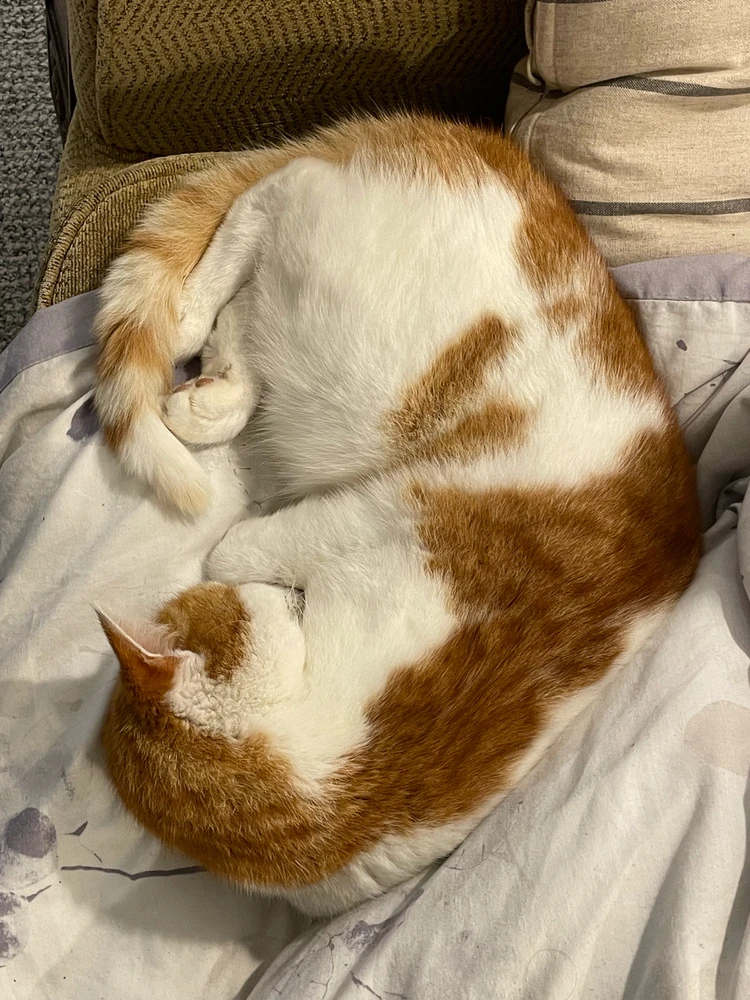 GIF uploaded by Remy