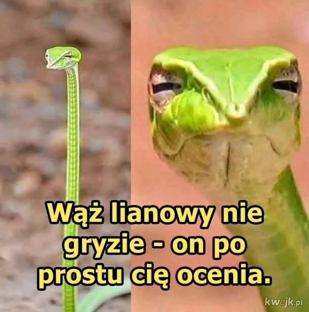 GIF dodany przez Konrad