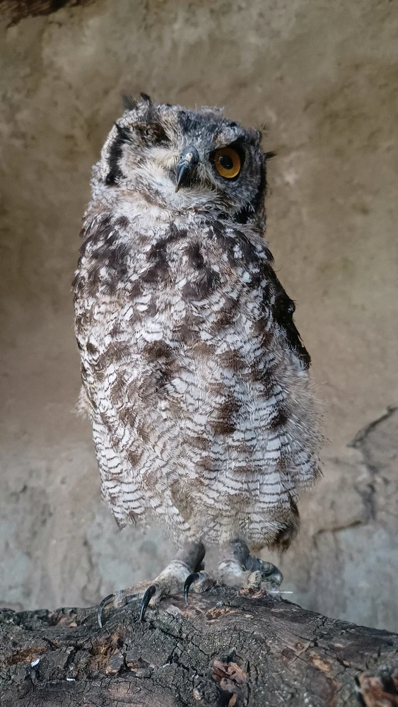 Image uploaded by Wisse