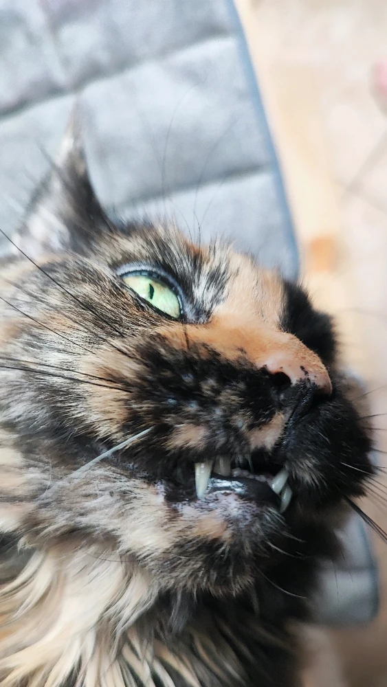 GIF uploaded by Naschfuchs